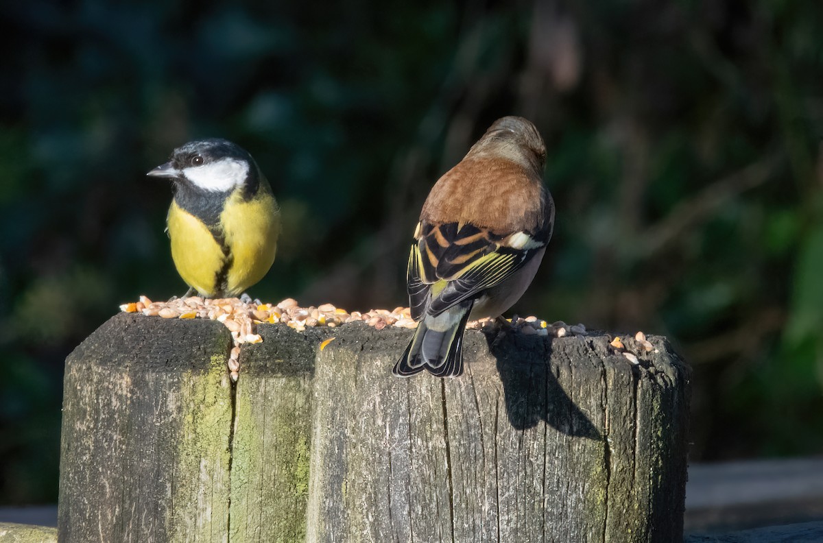 Common Chaffinch - ML646190002