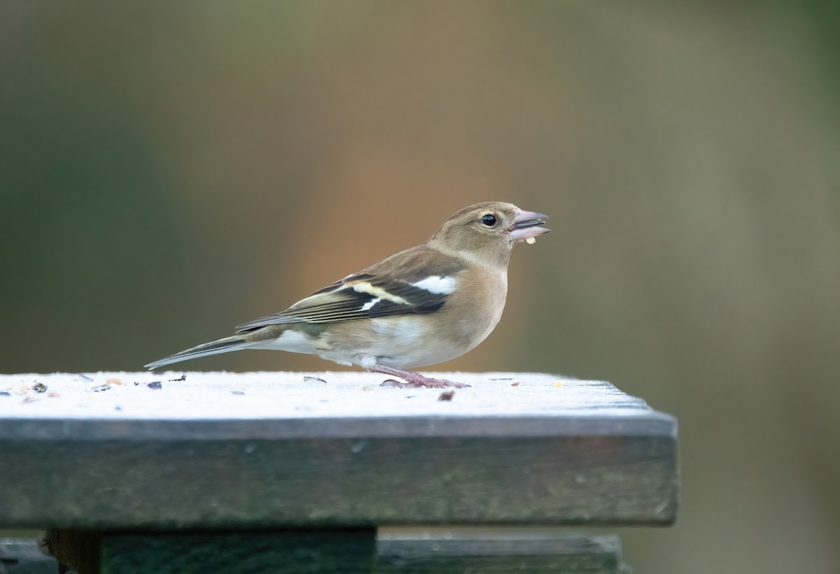 Common Chaffinch - ML646190003