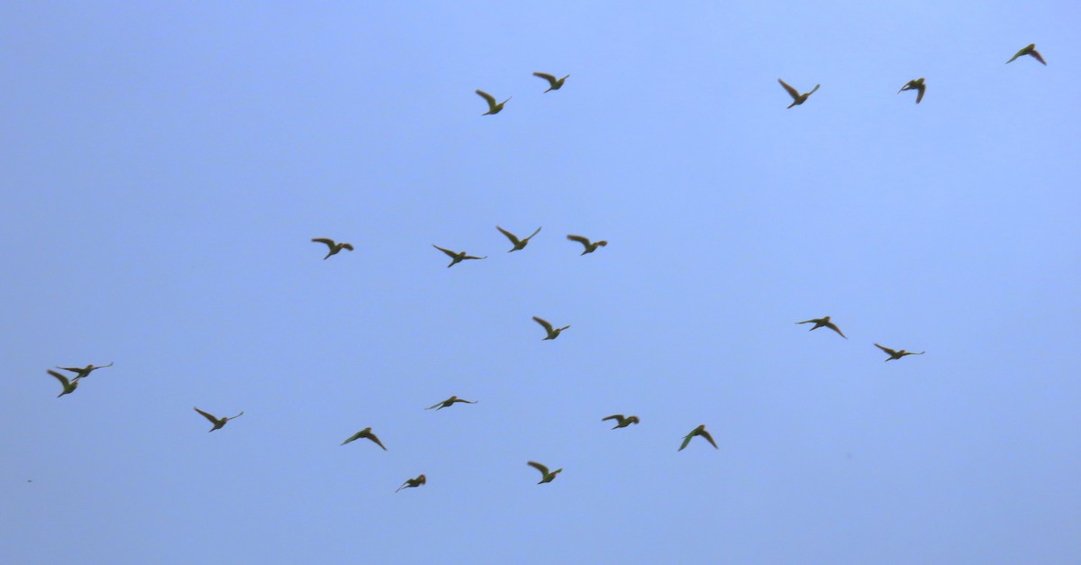 Scarlet-fronted Parakeet - ML646190008