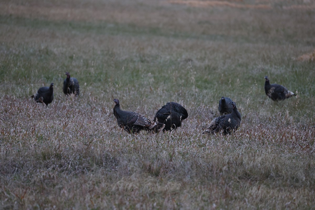 Індик великий - ML646190009