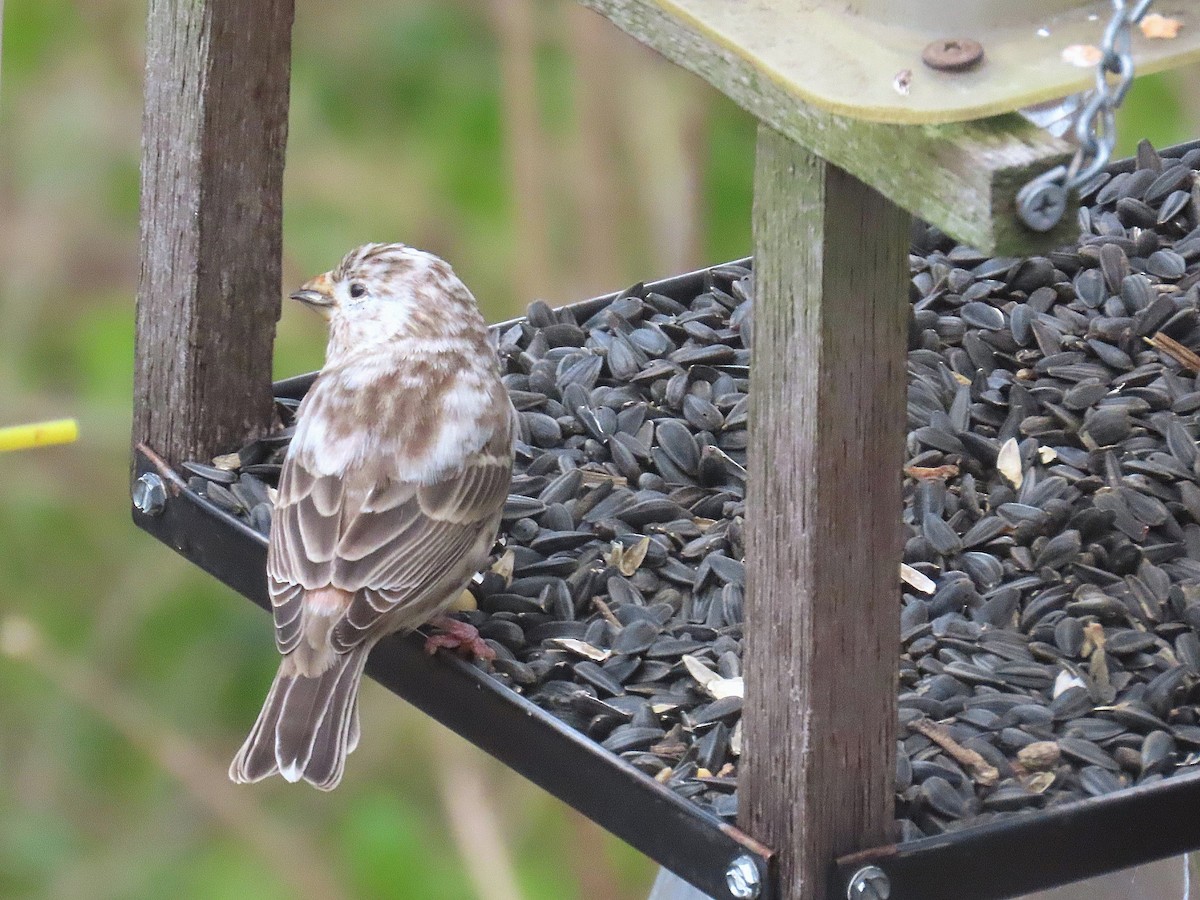 House Finch - ML646190010