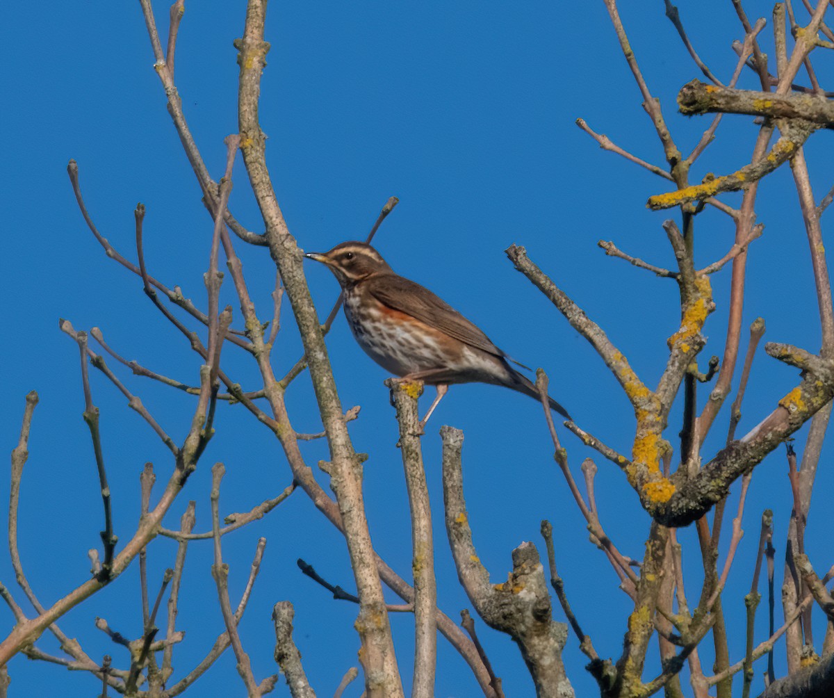 Redwing - ML646190017