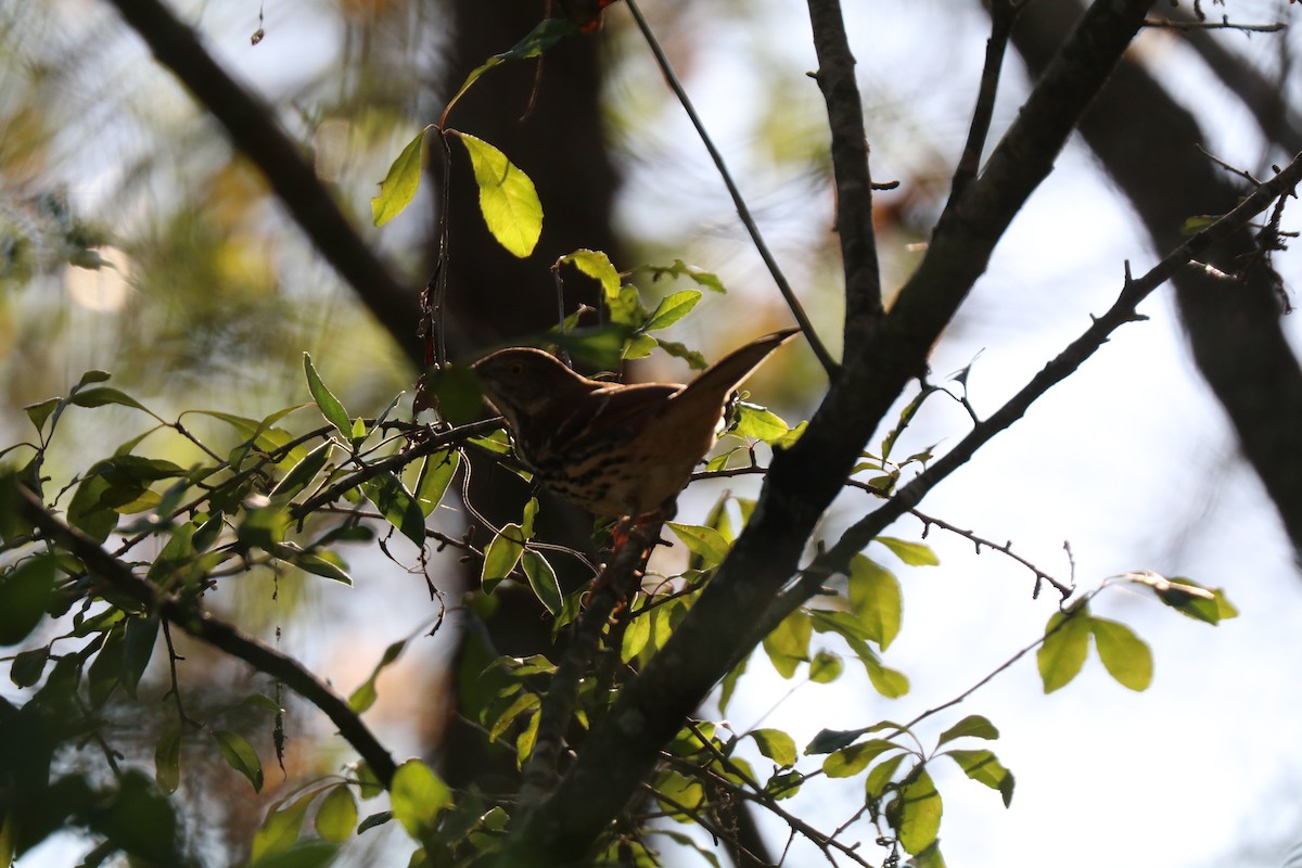 Brown Thrasher - ML646190018