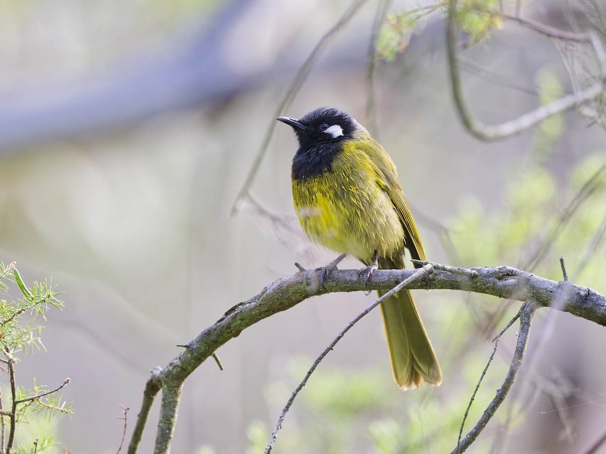 White-eared Honeyeater - ML646190019