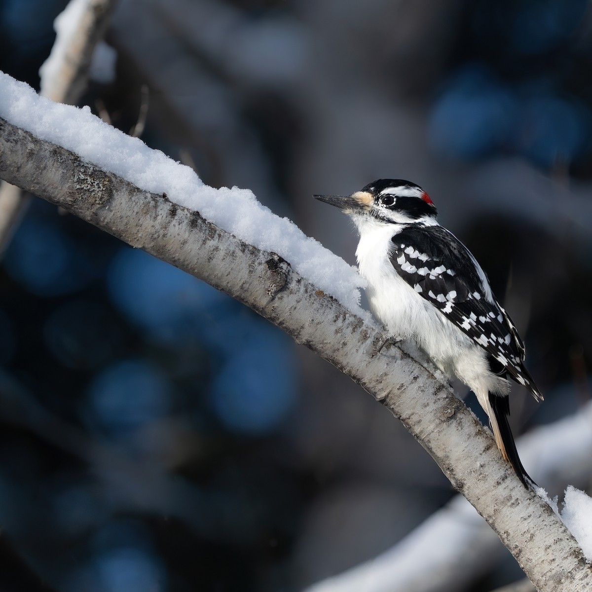 Hairy Woodpecker - ML646190021