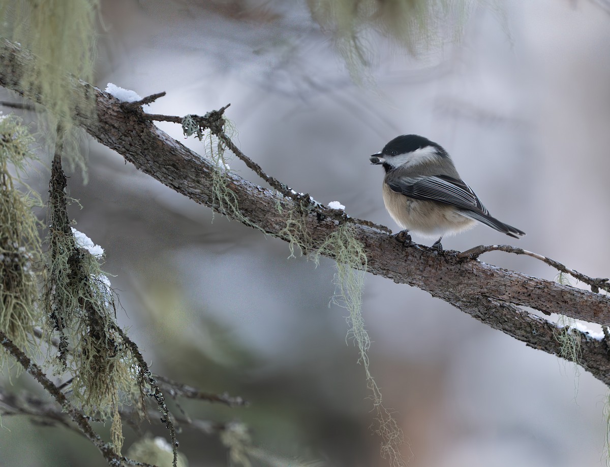 Гаїчка світлокрила - ML646190022