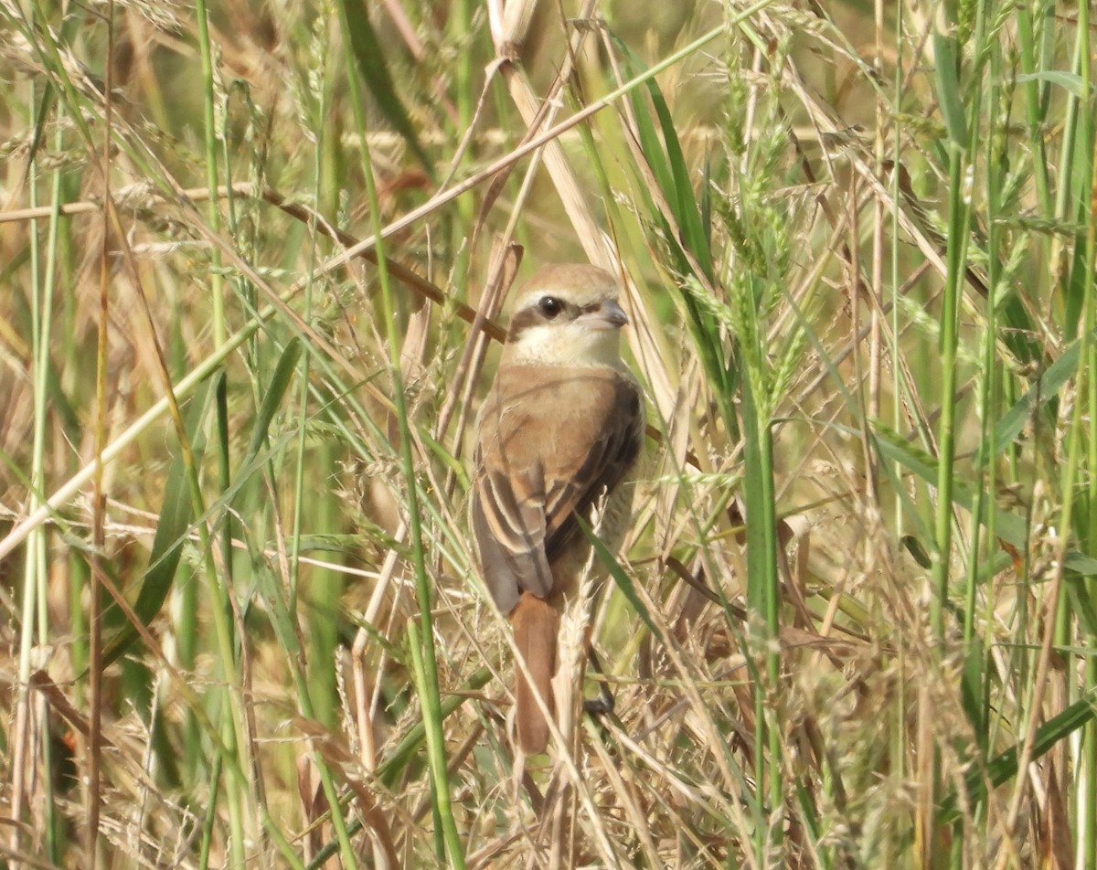 Ухаа дунхай - ML646190023