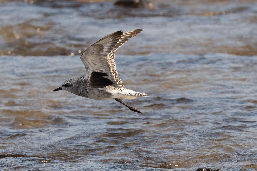 חופזי מנומר - ML646190024