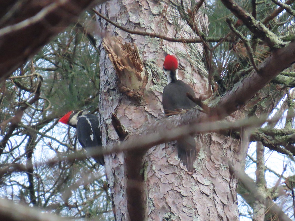 Pileated Woodpecker - ML646190027