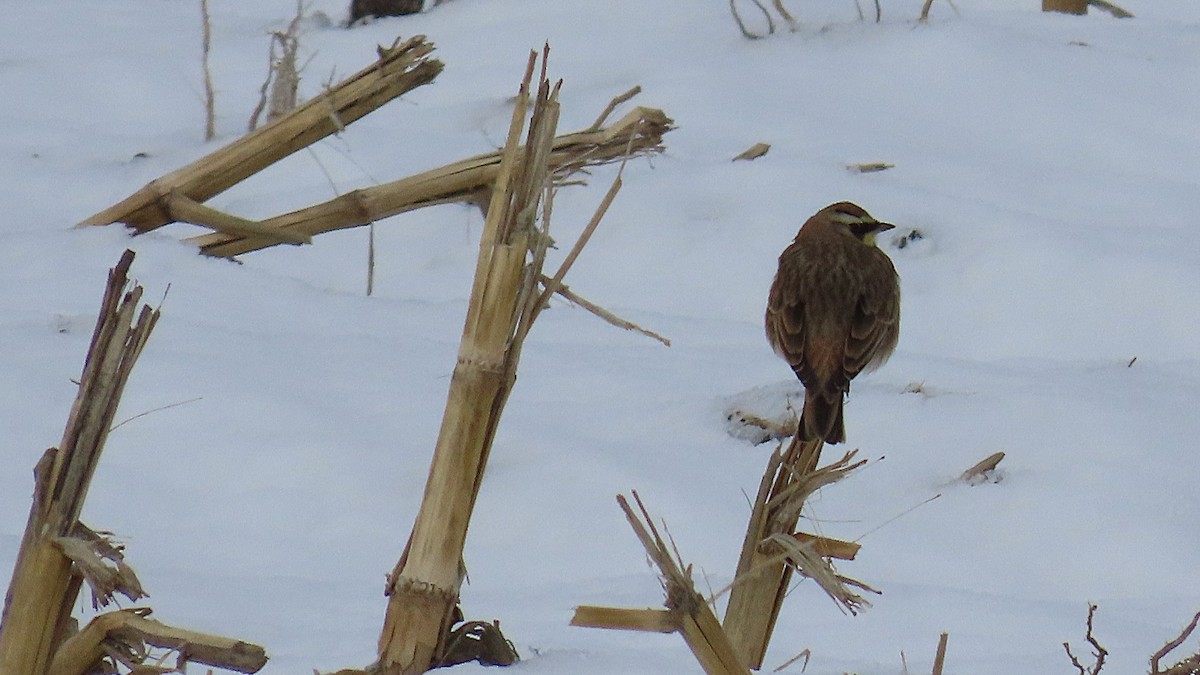 Эвэрт болжмор - ML646190028