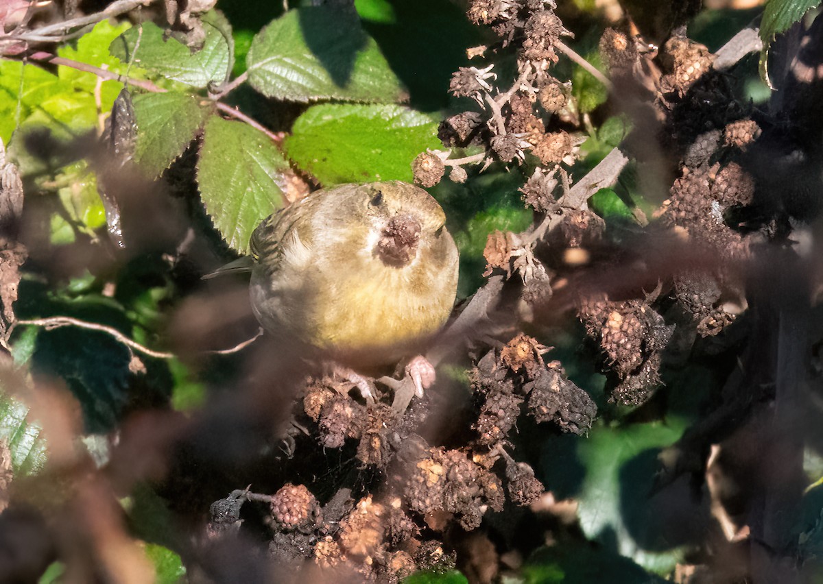 European Greenfinch - ML646190029