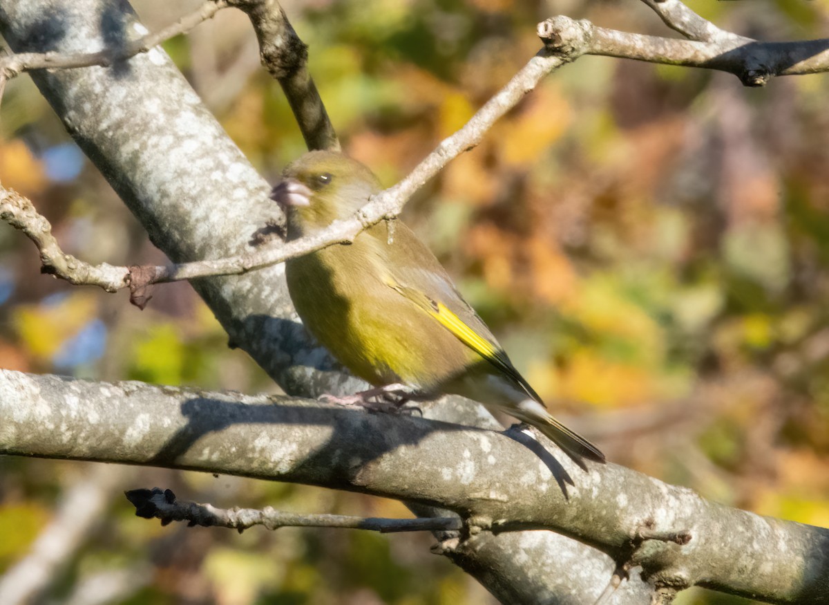 European Greenfinch - ML646190030