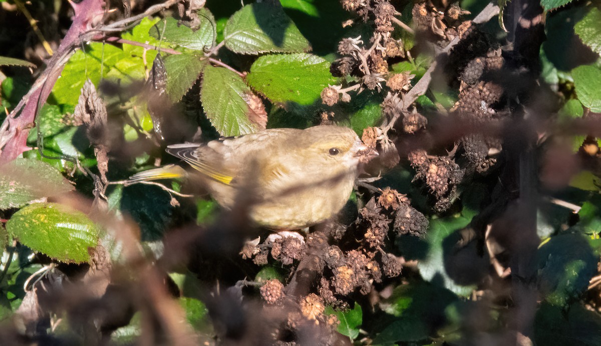 European Greenfinch - ML646190031