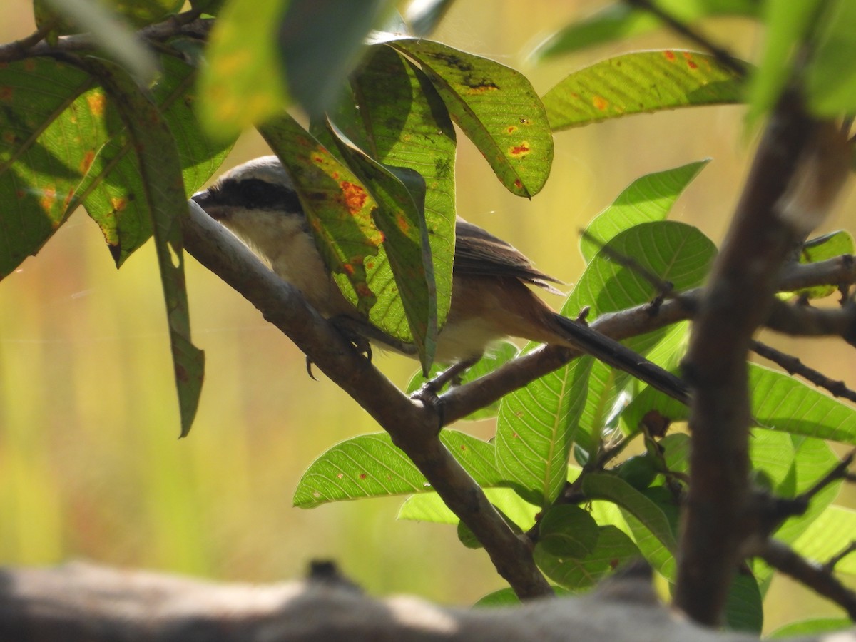 Алаг дунхай - ML646190032