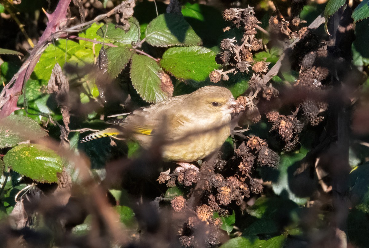 European Greenfinch - ML646190033