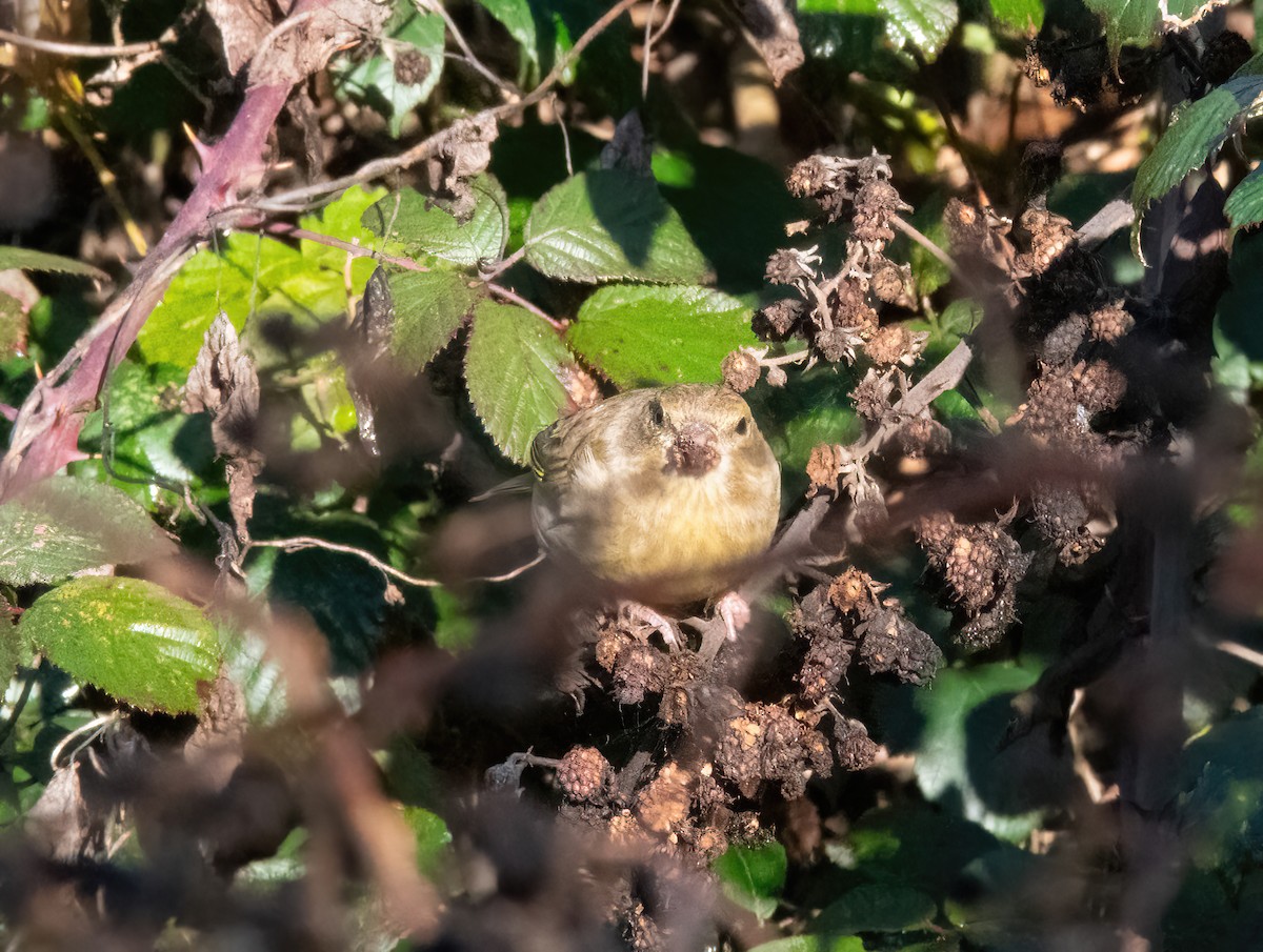 European Greenfinch - ML646190034