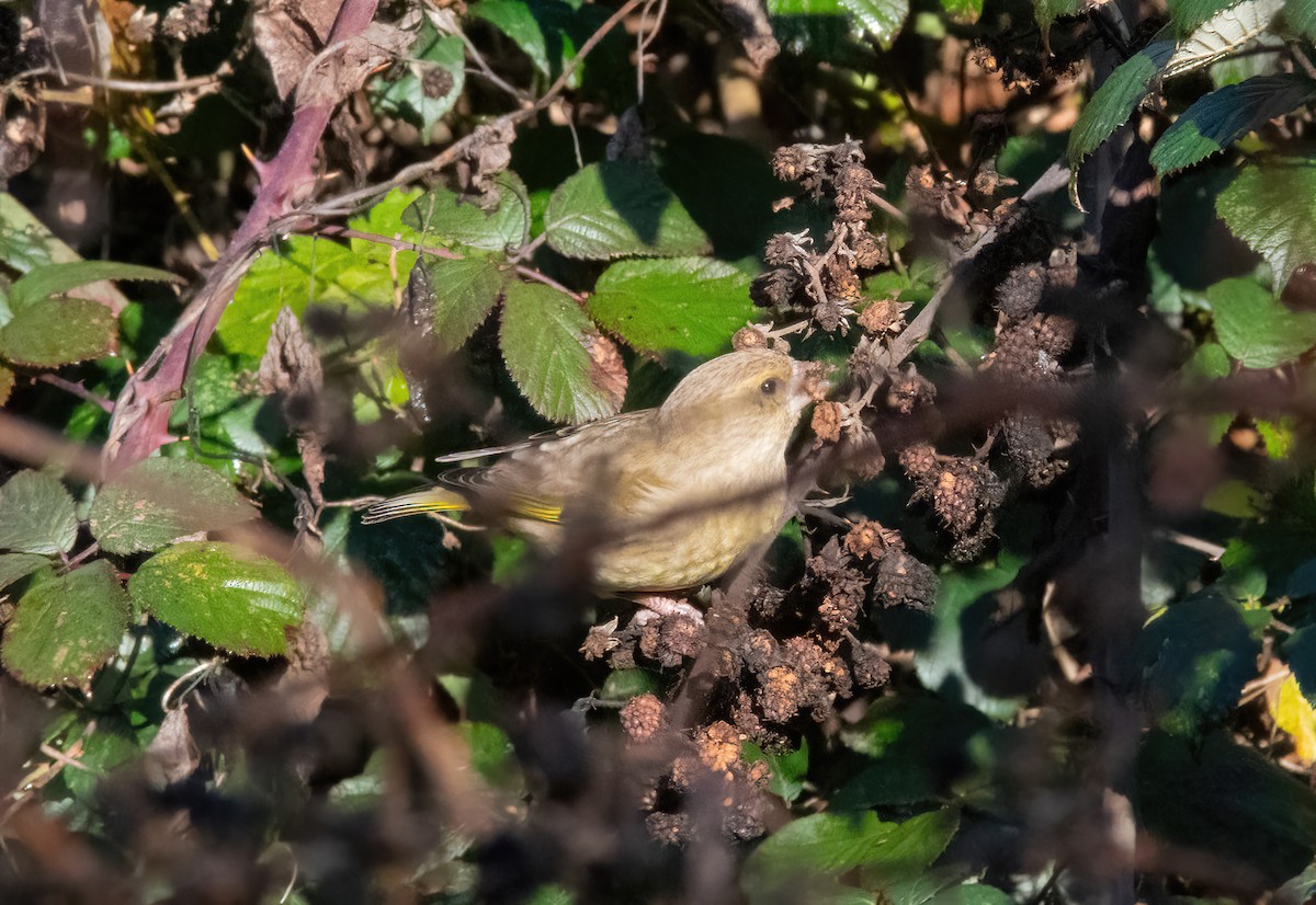 European Greenfinch - ML646190035