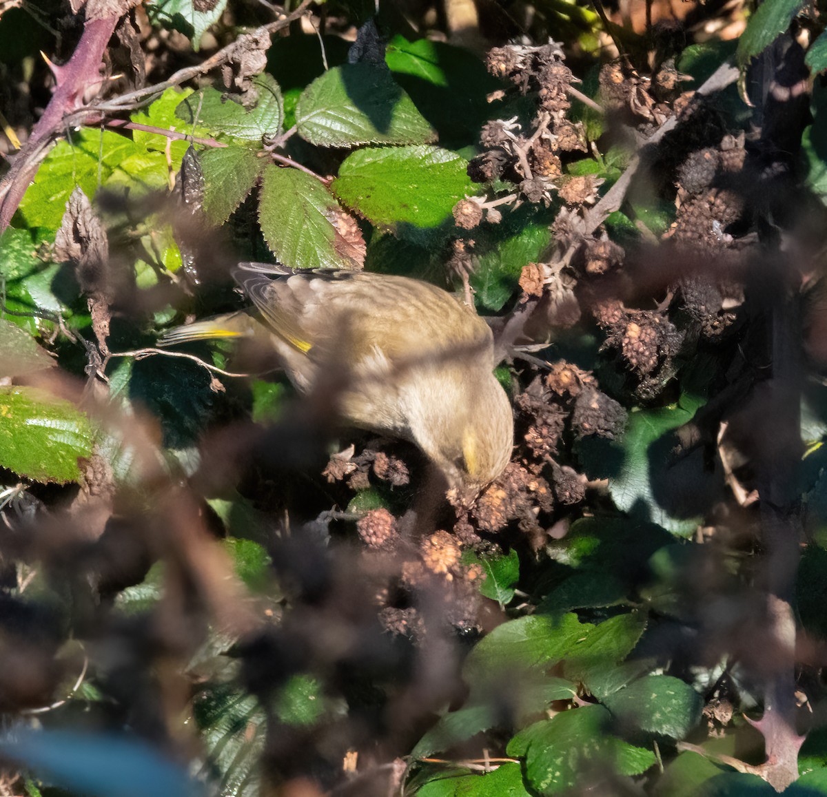European Greenfinch - ML646190036
