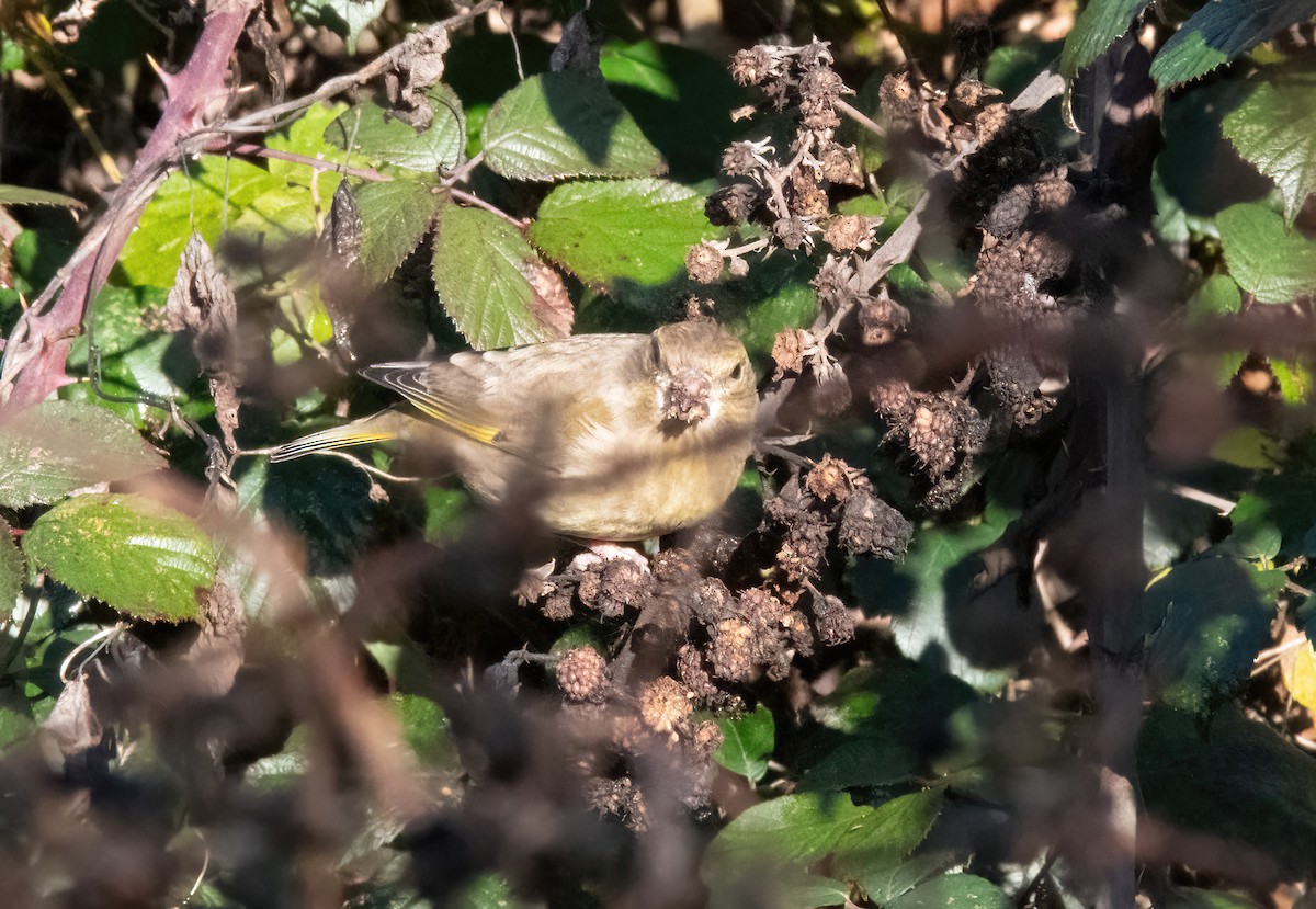 European Greenfinch - ML646190037