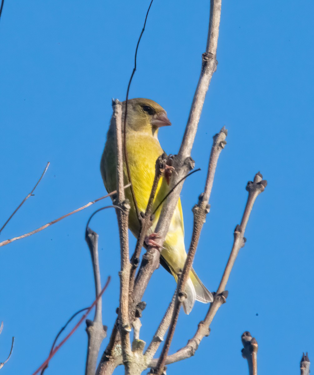 European Greenfinch - ML646190038