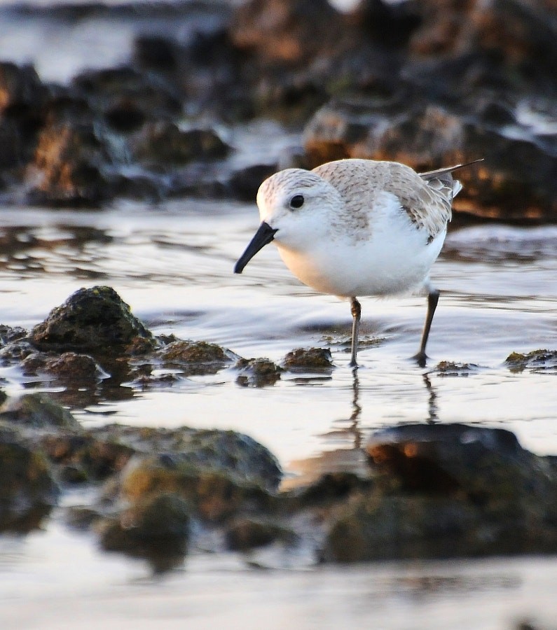 חופית לבנה - ML646190040