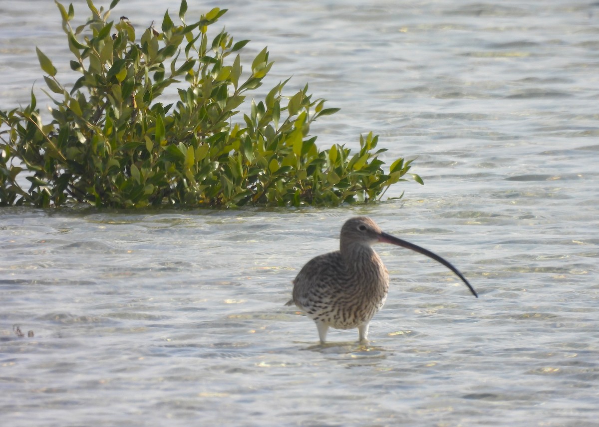Eurasian Curlew - ML646190041