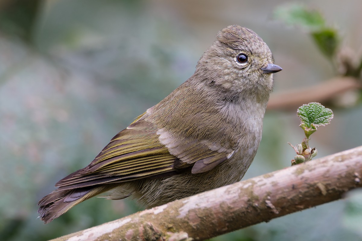 Yellow-browed Tit - ML646190049