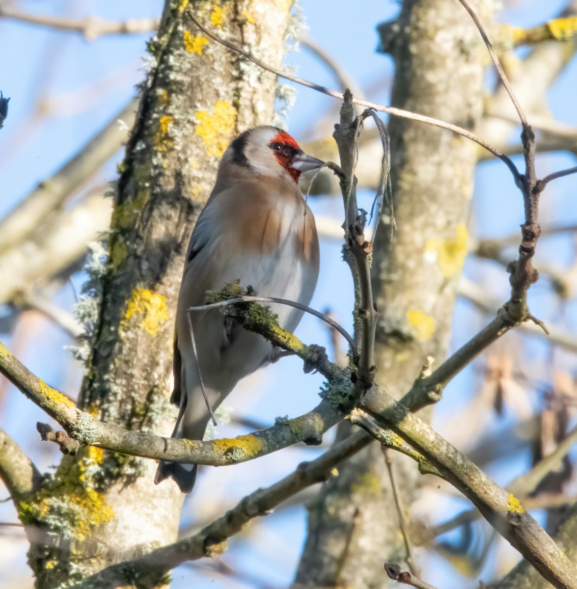 European Goldfinch - ML646190050