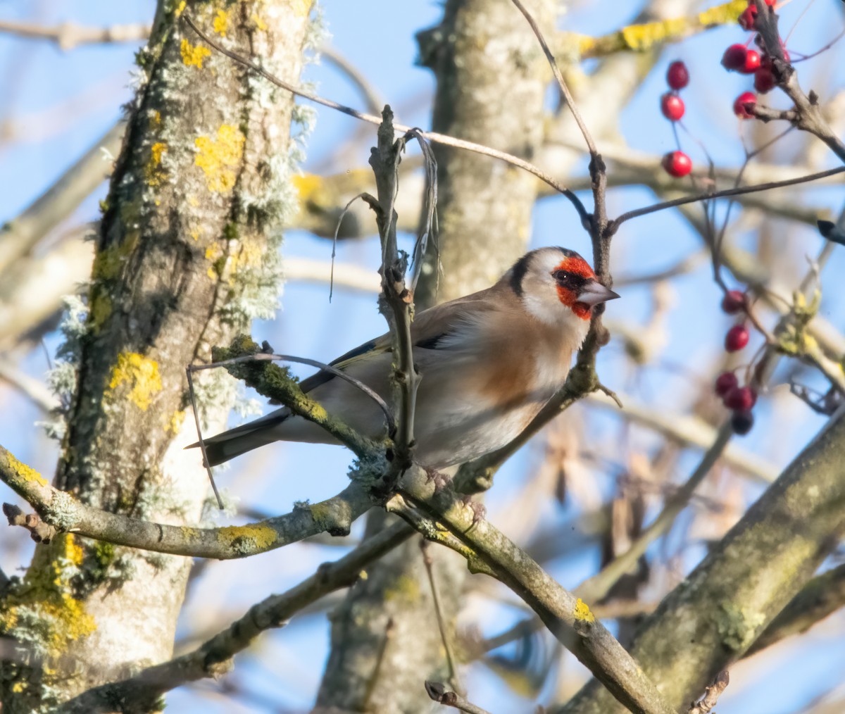 European Goldfinch - ML646190051