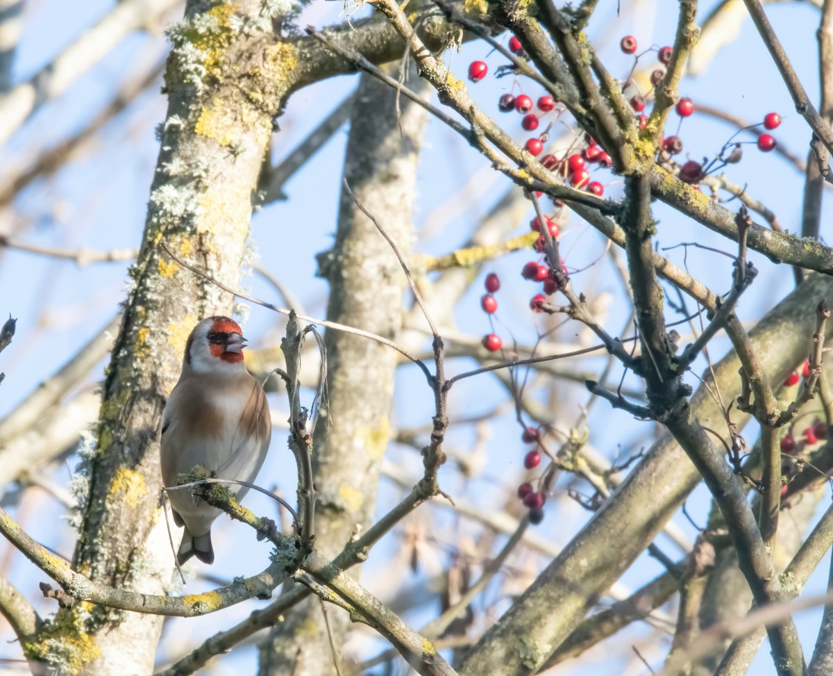 European Goldfinch - ML646190052