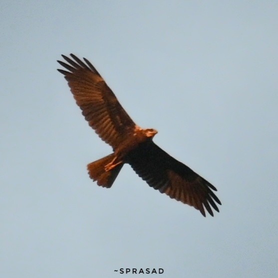 Western Marsh Harrier - ML646190055