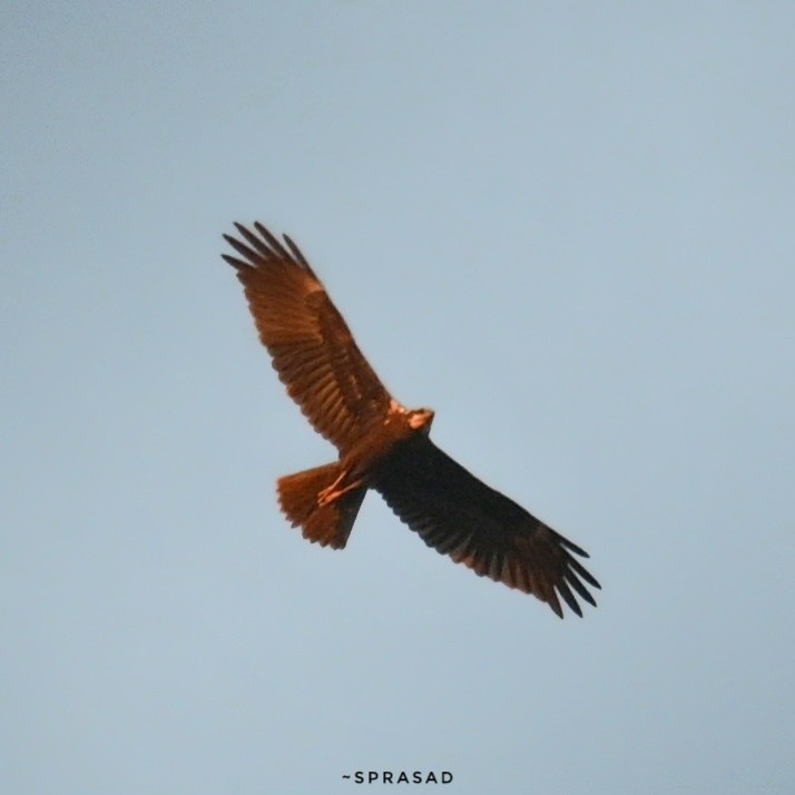Western Marsh Harrier - ML646190056