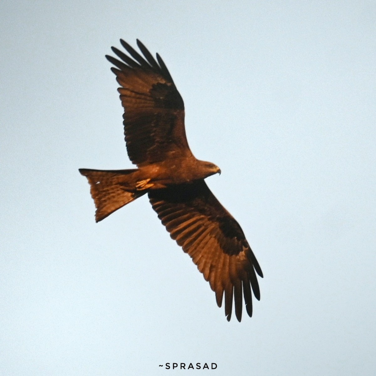 Black Kite - ML646190060