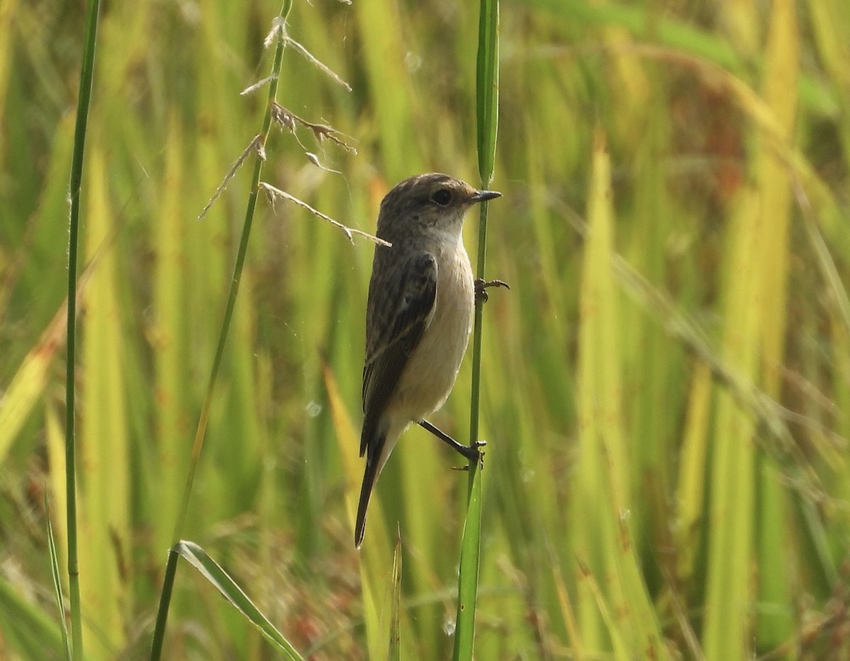 Сибирийн шулганаа - ML646190061