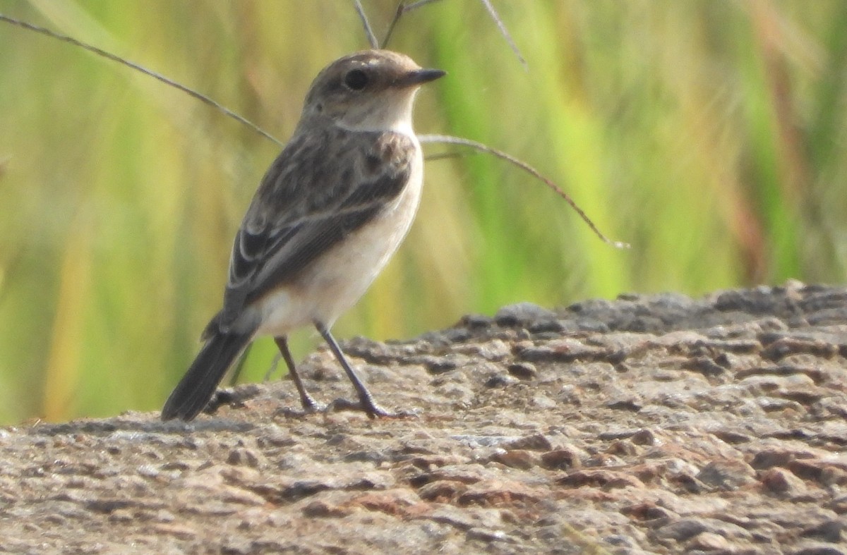 Сибирийн шулганаа - ML646190062