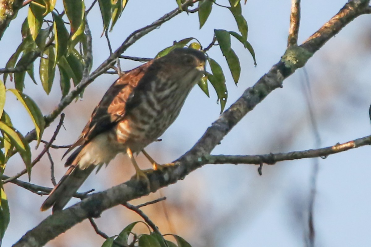 Japanese Sparrowhawk - ML646190066