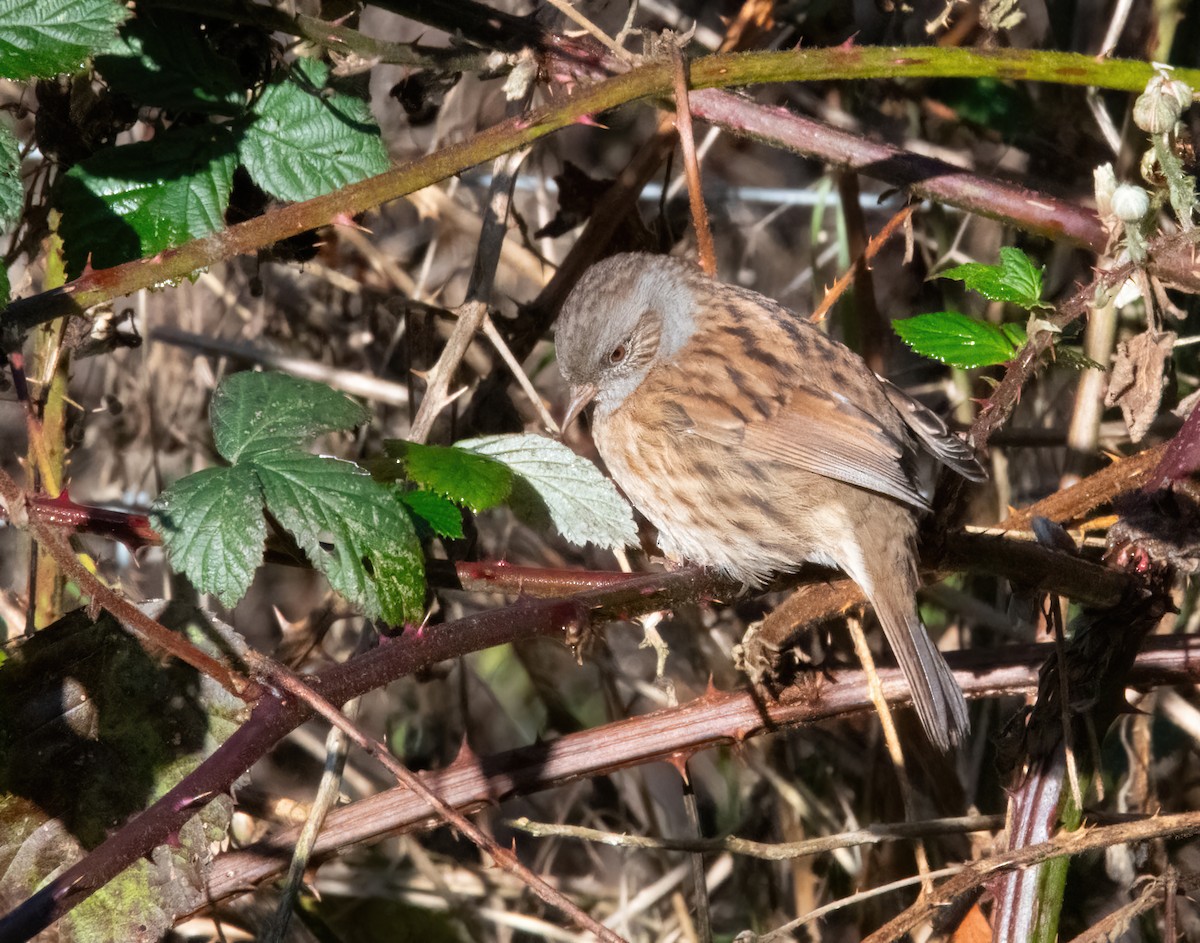 Dunnock - ML646190074