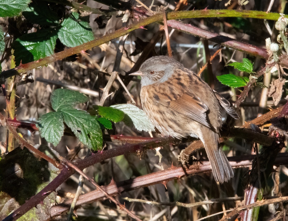 Dunnock - ML646190075