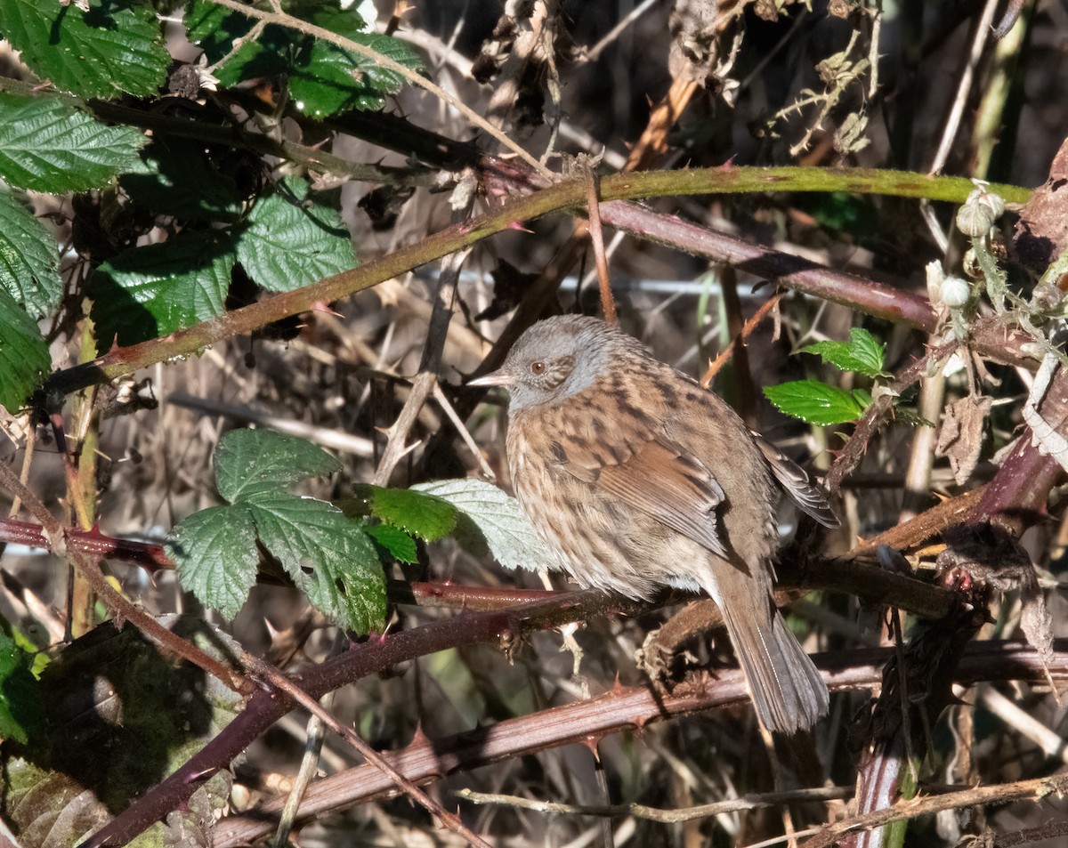 Dunnock - ML646190076