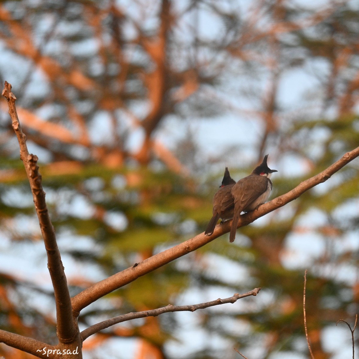 Red-whiskered Bulbul - ML646190078