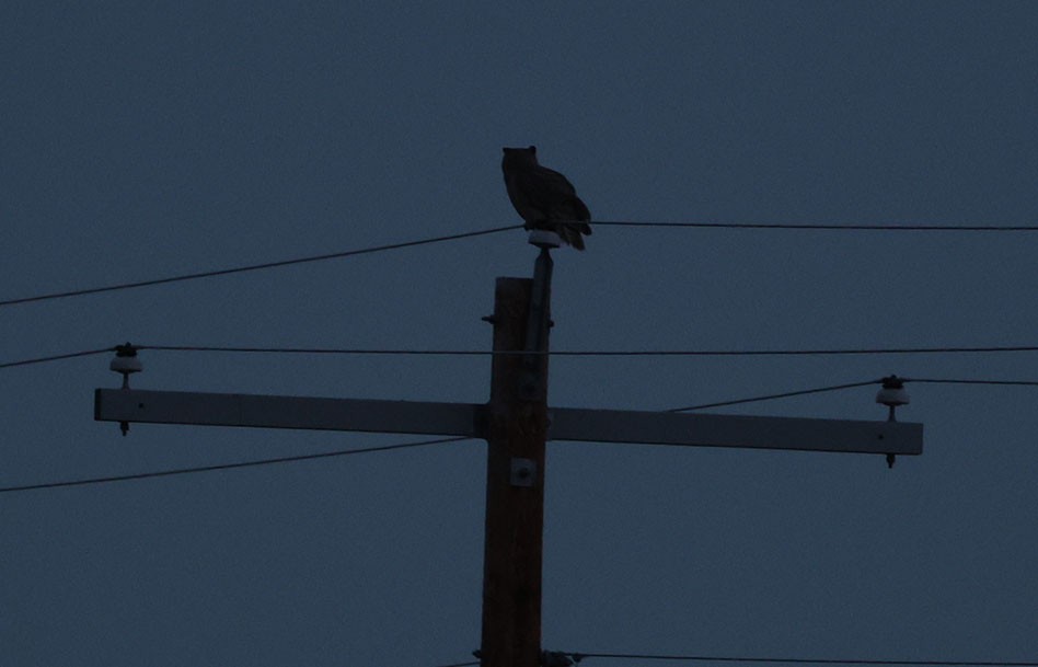 Great Horned Owl - ML646190084