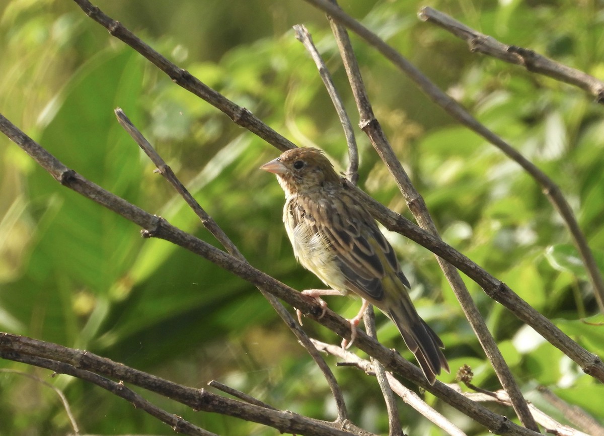 Хүрэн толгойт хөмрөг - ML646190091