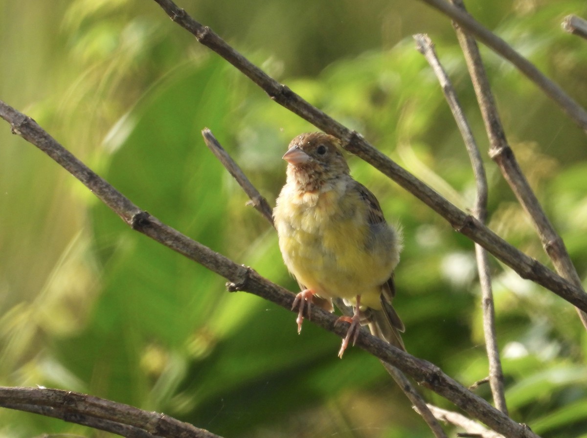 Хүрэн толгойт хөмрөг - ML646190092