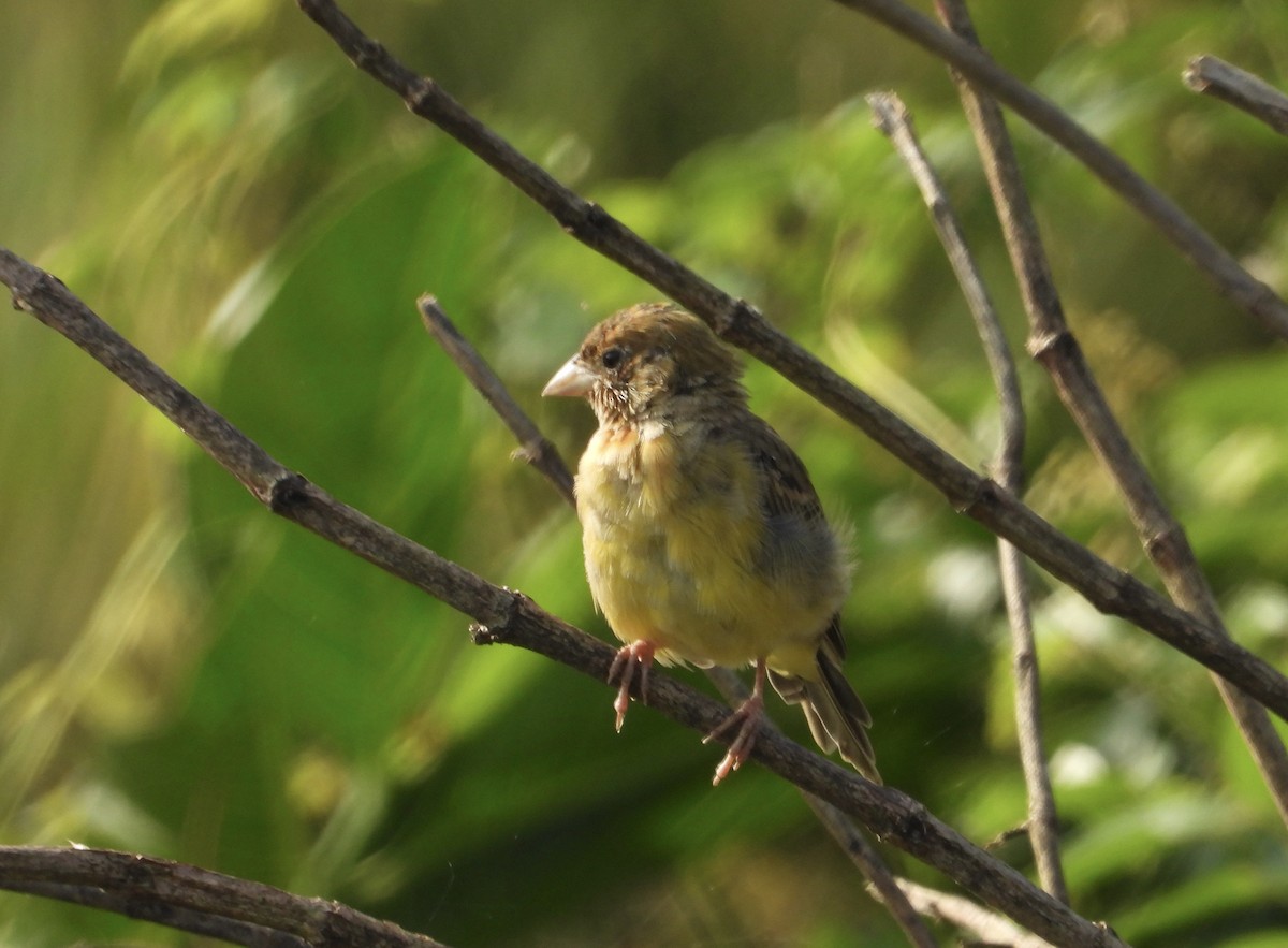 Хүрэн толгойт хөмрөг - ML646190093