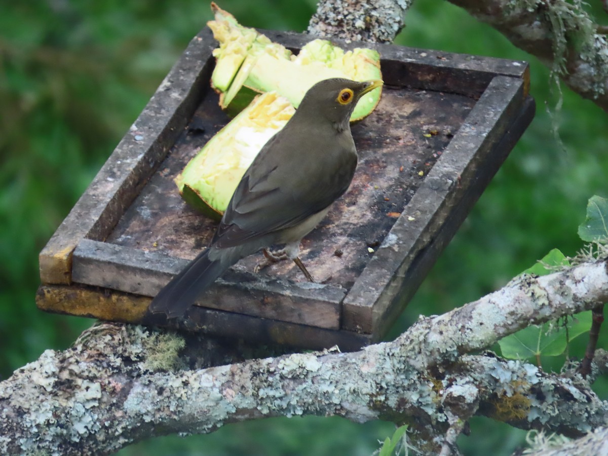 Желтоглазый дрозд - ML646190096