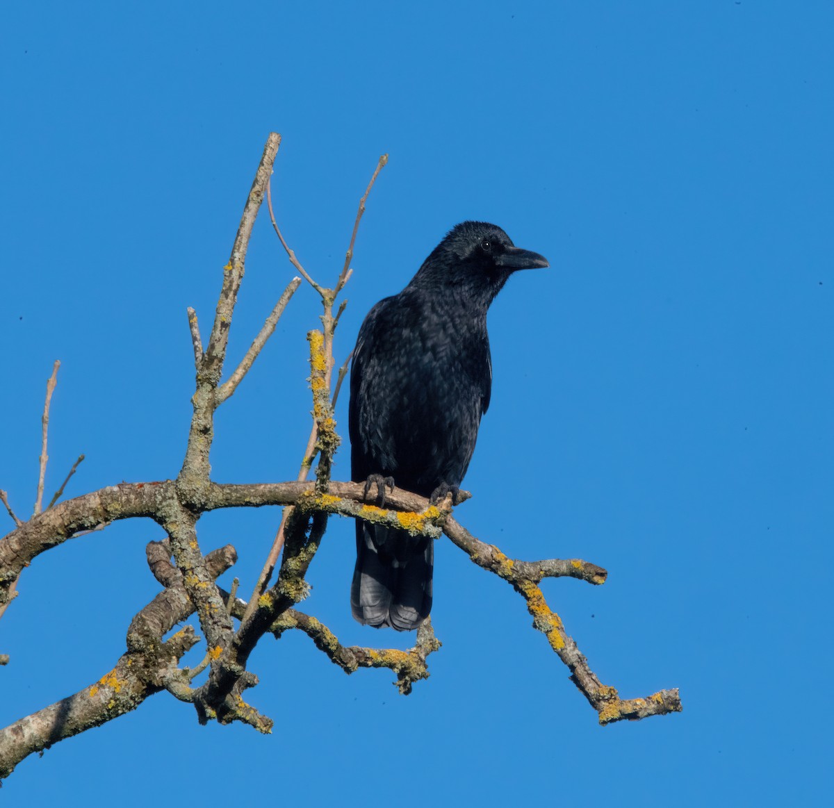 Carrion Crow - ML646190102