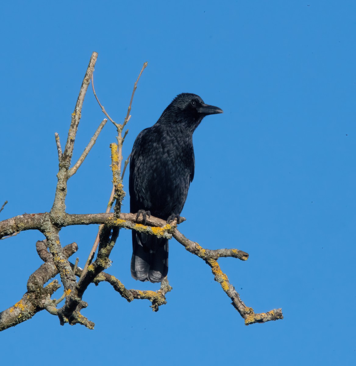 Carrion Crow - ML646190103