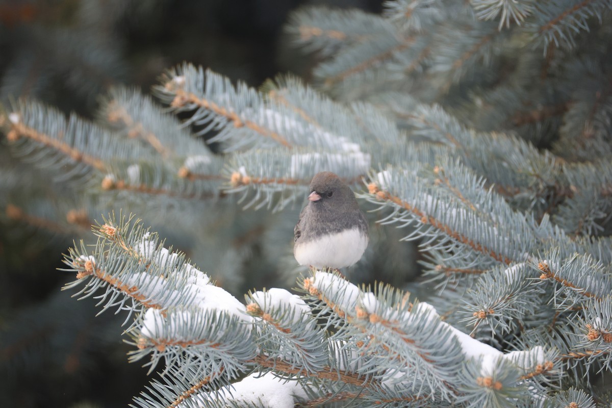 Dark-eyed Junco (Slate-colored) - ML646190107