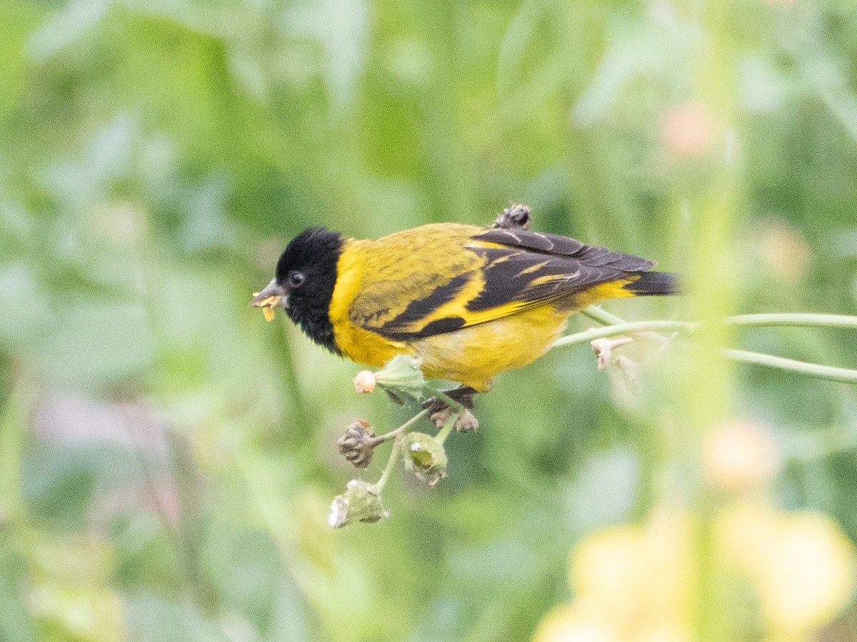 Hooded Siskin - ML646190110