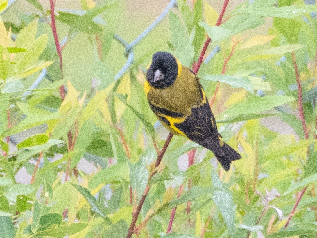 Hooded Siskin - ML646190111